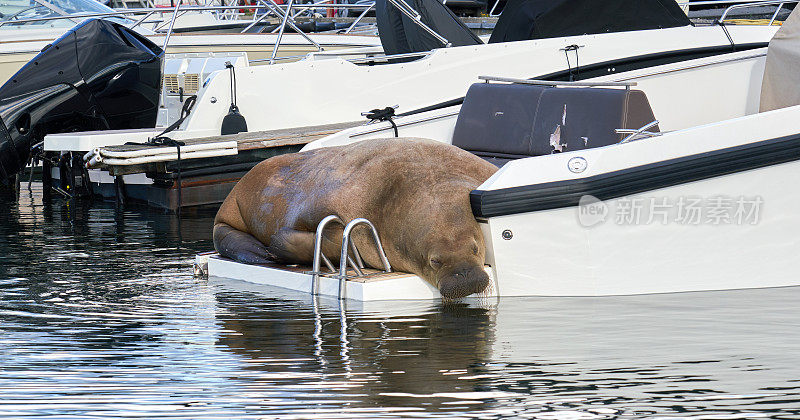 挪威Bærum, Snarøya，一只正在快艇上放松的海象Freya